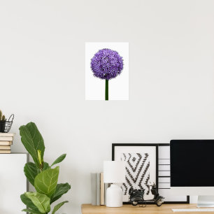 Poster Fleur d'Allium pourpre sur fond blanc