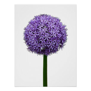 Poster Fleur d'Allium pourpre sur fond blanc