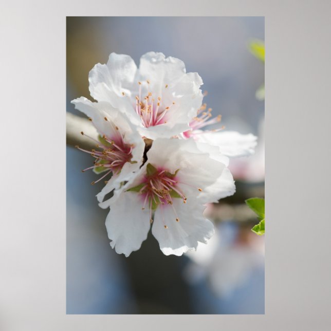 Poster Fleur d'amande (Devant)