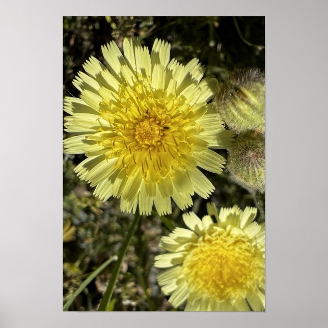 Poster Fleur Dandelion (Devant)
