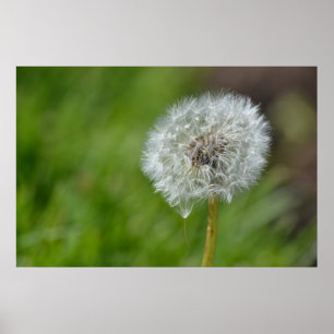 Poster Fleur Dandelion