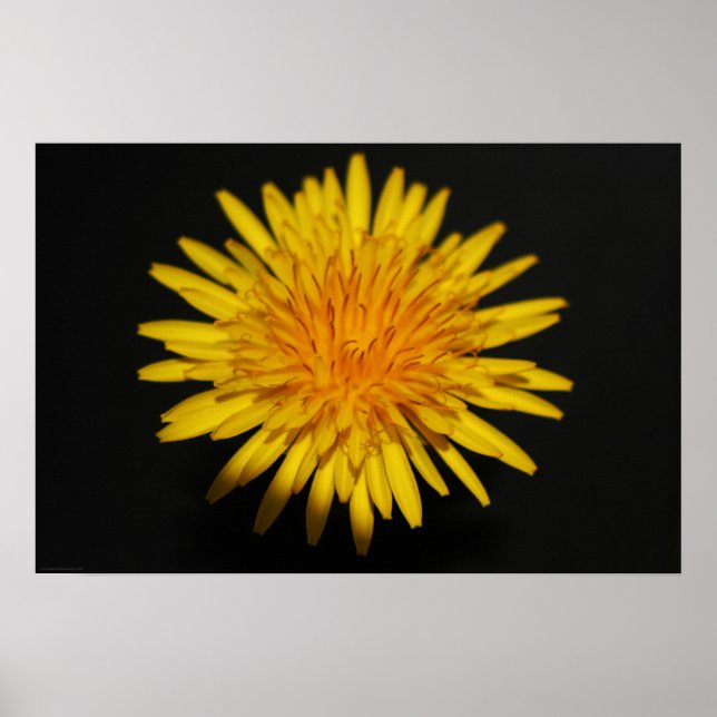 Poster Fleur Dandelion wapcn (Devant)