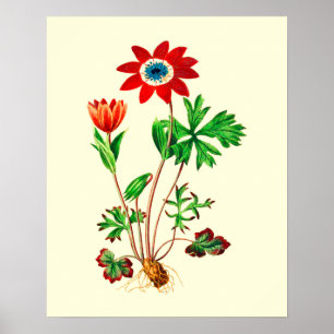Poster Fleur d'anémone étoile vintage