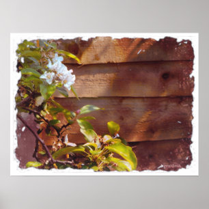 Poster Fleur d'Apple