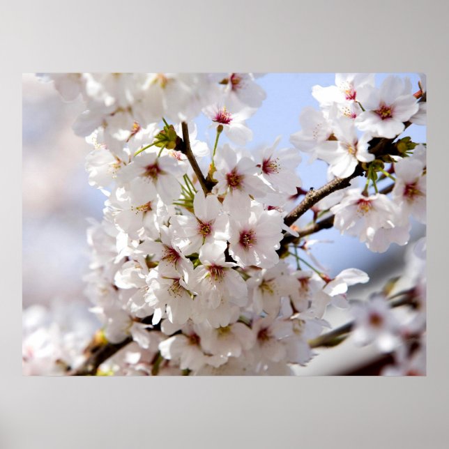 Poster Fleur d'arbre blanc au printemps (Devant)