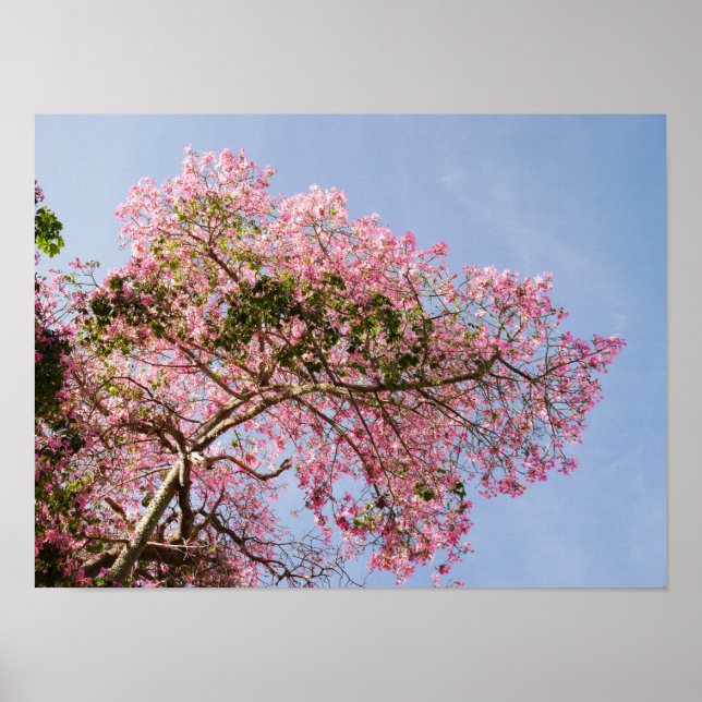 Poster Fleur d'arbre de soie (Devant)