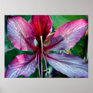 Poster Fleur d'arbre d'orchidée de Hong Kong