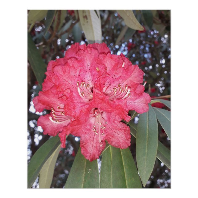 Poster Fleur d'arbre rouge (Devant)