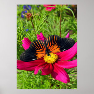 Poster Fleur d'aster mexicain avec une Longwing Doris