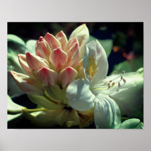 Poster Fleur D'Azalée Blanche Fleur Et Bouquet