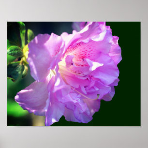 Poster Fleur d'azalée rose