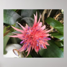 Fleur de bromélie