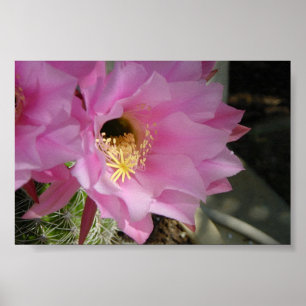 Poster Fleur de cactus