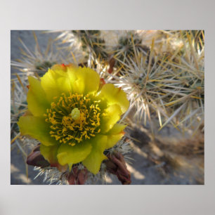 Poster Fleur de cactus de Cholla