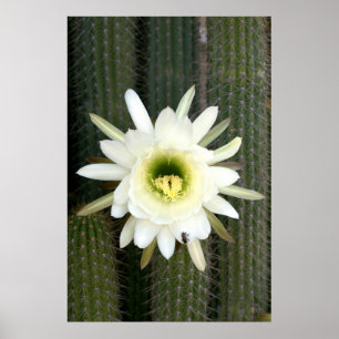 Poster Fleur De Cactus De Nuit, Région De Karoo