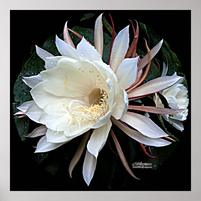 Poster Fleur de cactus épiphyte (Devant)
