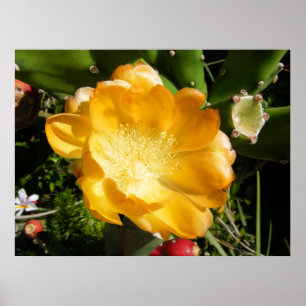 Poster Fleur de Cactus Fleurit en Orange