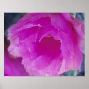 Poster Fleur de cactus hérisson rose (Echinocereus