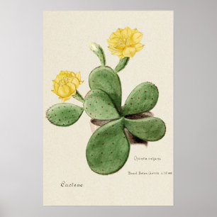 Poster Fleur de cactus Jaune Art Botanique