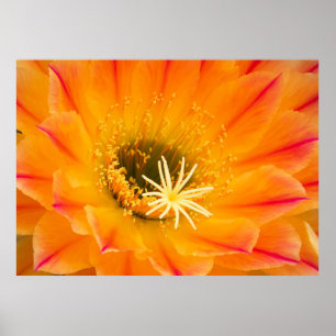 Poster Fleur de cactus jaunes
