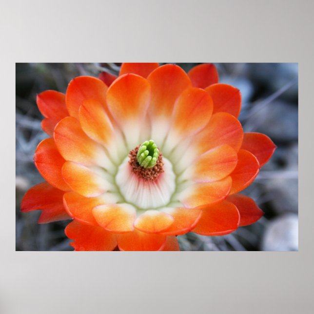 Poster Fleur de cactus orange (Devant)