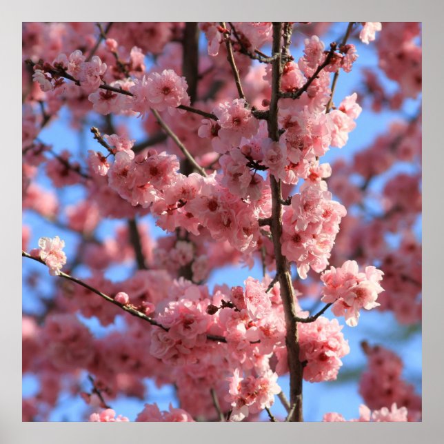 Poster Fleur de cerise (Devant)