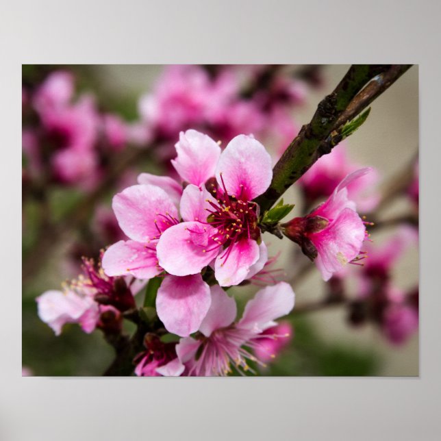 Poster Fleur de cerise (Devant)