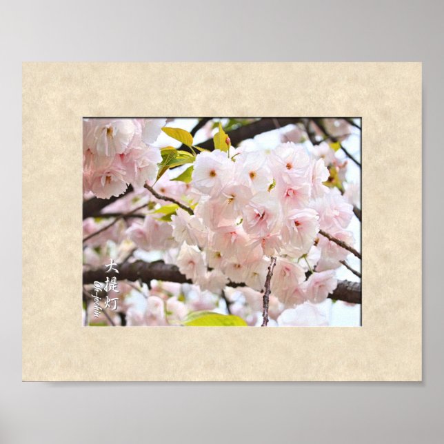 Poster Fleur de cerise double : Oh-jochin (Devant)