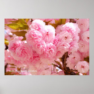 Poster Fleur de cerise double : Sato-zakura
