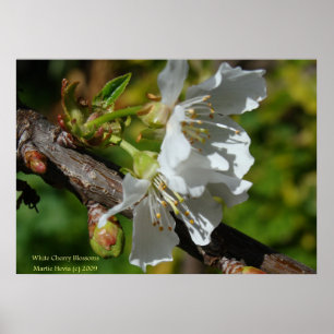 Poster Fleur de cerisier blanc