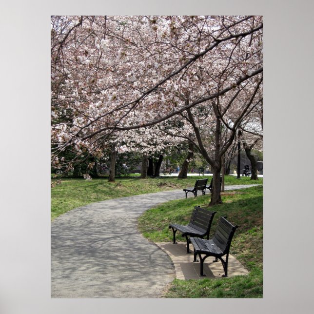 Poster fleur de cerisier de washington (Devant)