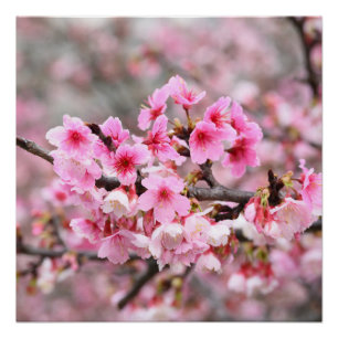 Poster Fleur de cerisier Fleurs d'arbre japonaises rose f