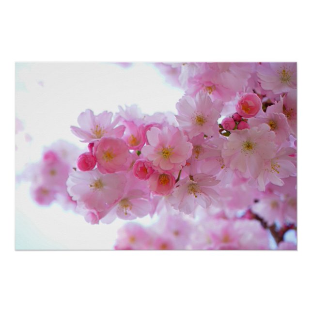 Poster Fleur de cerisier japonaise (Devant)