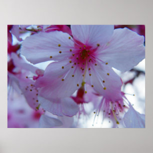 Poster Fleur de cerisier japonaise
