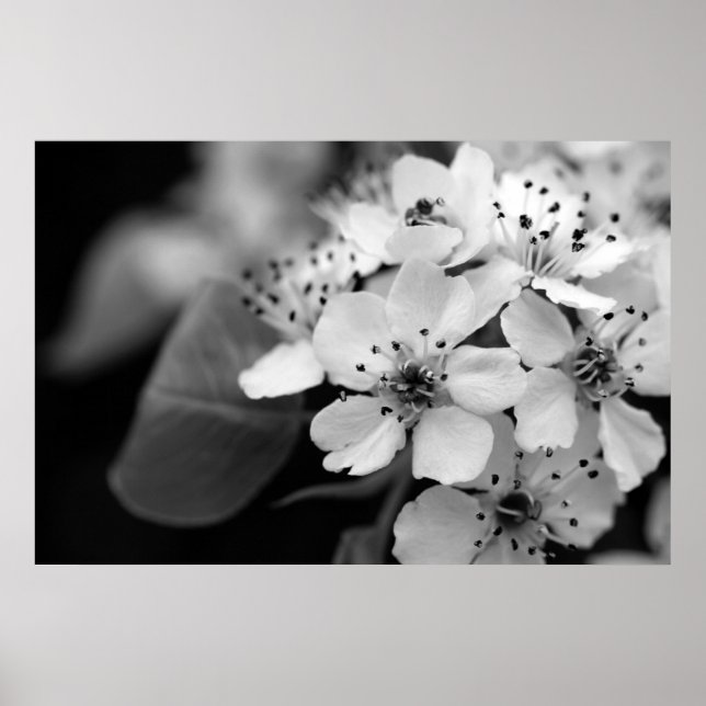 Poster Fleur de cerisier noir et blanc (Devant)