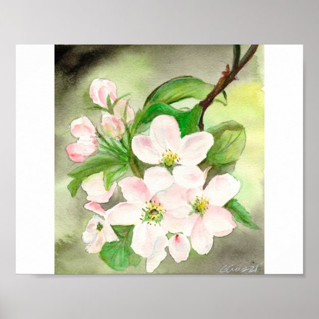 Poster Fleur de cerisier rose (Devant)
