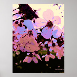 Poster Fleur de cerisier rose