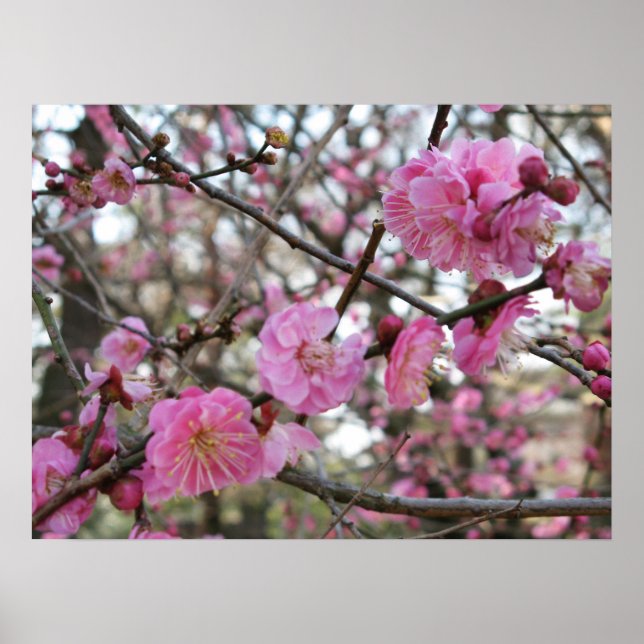 Poster Fleur de cerisier rose / Sakura / ク(桜) (Devant)