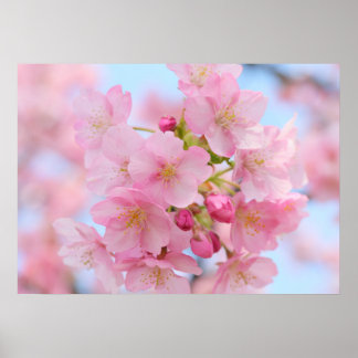 Poster Fleur de cerisiers