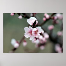 Fleur de cerisiers au printemps