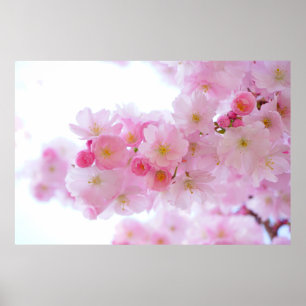 Poster Fleur de cerisiers japonais
