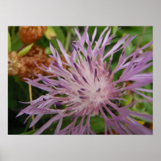 Poster Fleur de chardon