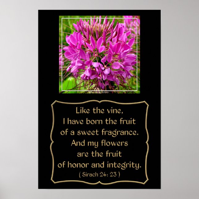 Poster Fleur de Cleome avec Verse de Bible de Sirach 24:2 (Devant)