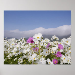 Poster Fleur de cosmos