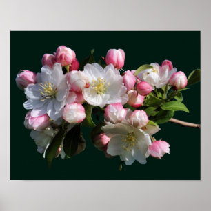 Poster Fleur de crabe printanière joyeuse