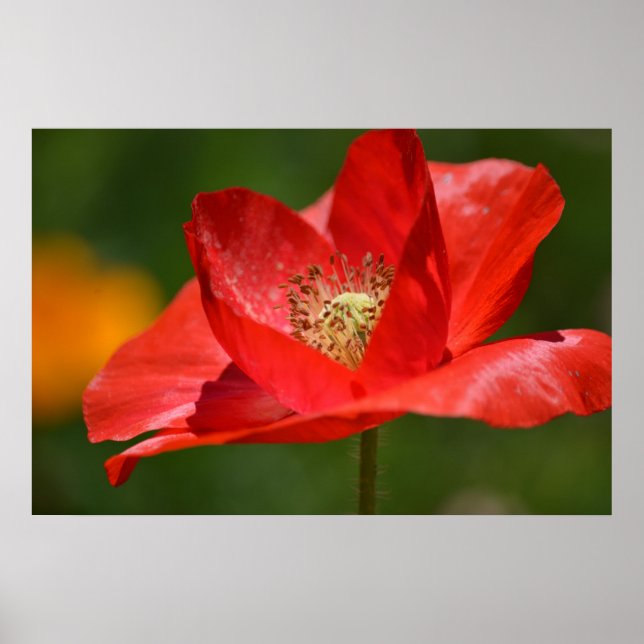 Poster Fleur de crapaud d'Islande (Devant)