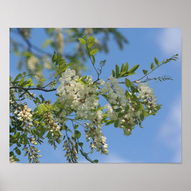 Poster Fleur de Criquet blanc délicat Fleurs Ciel bleu (Devant)