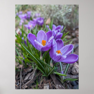Poster Fleur de Crocus Pourpre