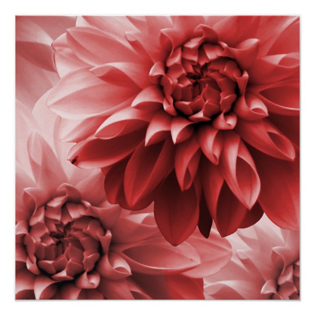 Poster Fleur de dahlia de monotone rouge vif (Devant)