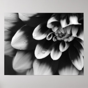 Poster Fleur de Dahlia noir et blanc